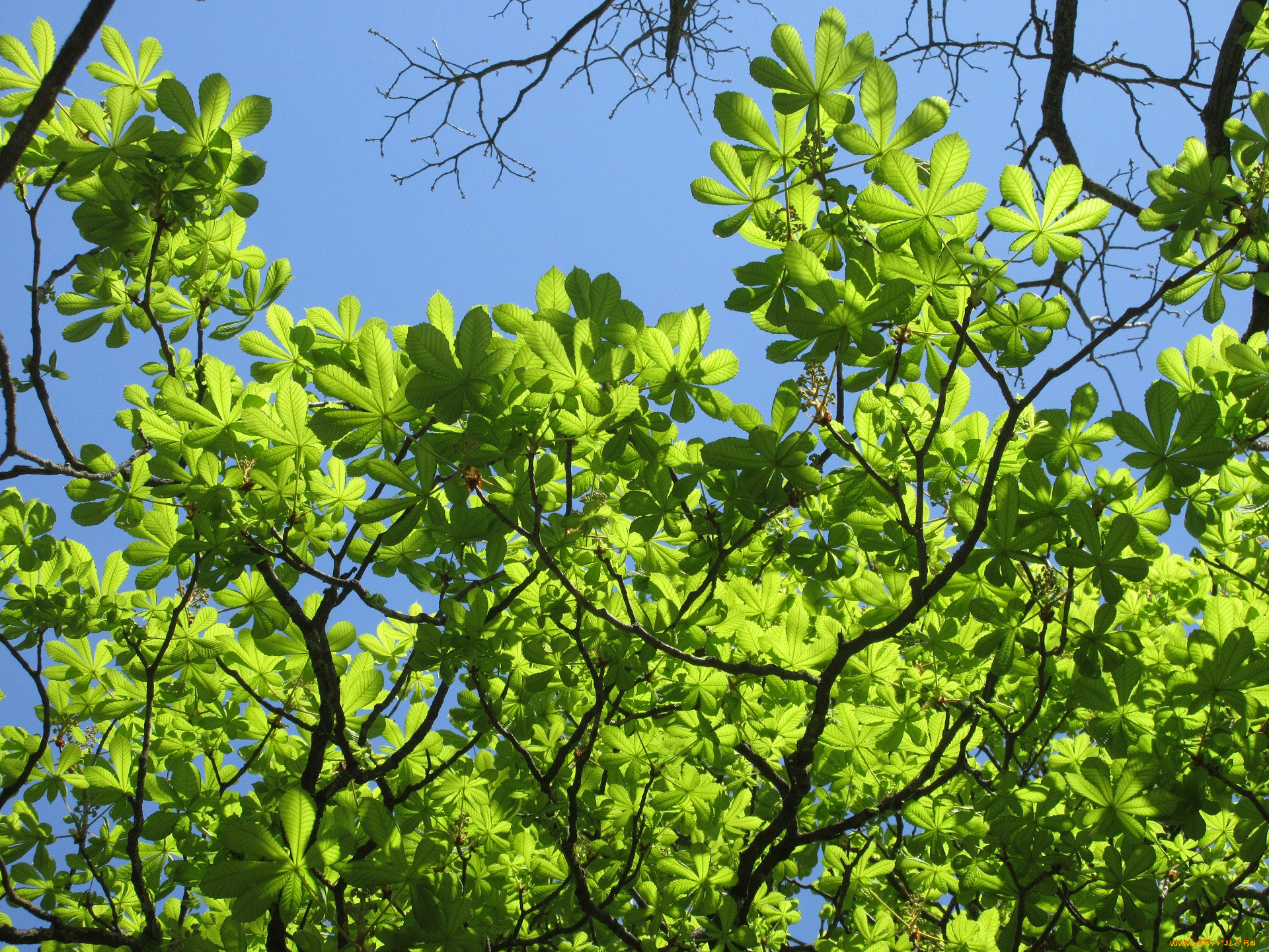 Шестнадцать деревьев. Листья каштана весной. Каштан весной весной. Каштан дерево обои. Фото дерева обои каштан.